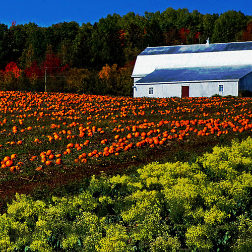 Harvest tyme in rural Kings County, New Brunswick