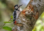 Great Spotted Woodpecker