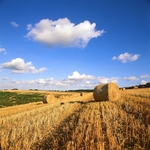 Late Summer, Compton Abbas, Dorset Downs EDC144