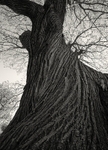 Tree Bark Fountains Abbey in Black & White