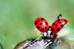 Insects _ AN 032