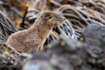 Marine Otter close side view, Chanaral Island, Chile