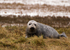 Grey Seal