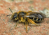 Halictus rubicundus (f)