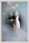 Mimmi 2008 / 5