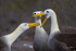 Waved Albatross 2