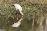 Yellow-billed Stork