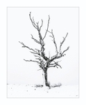 A winters tree