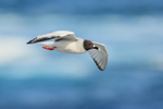 Swallow-tailed Gull flying, Espanola, Galapagos