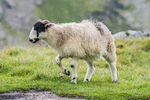 Kentmere-1034