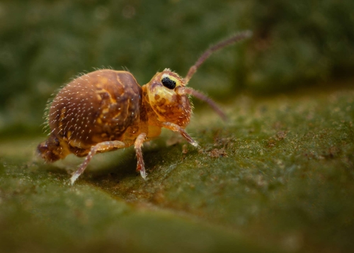 Springtails are one of the commonest animals in the world. Because of their size, they generally go unnoticed. This g…