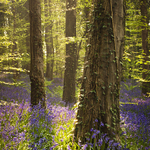 Evening Bluebells