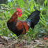 Red Junglefowl (male), Opaekaa Falls, Kauai