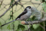 Mésange à longue queue préparant son nid