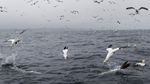 Gannets_0012