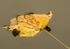 Leaf on water 2837-2-2