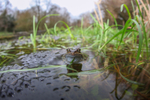 Common frog resting a large amount of spawn in a bristol pond.