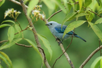 Blue-grey Tanager, Gamboa, Panama