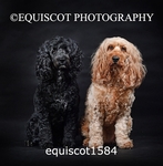 equiscot1584
