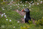 Puffin on Skomer Island