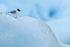 Sabine's Gull resting on iceberg, Jokulsarlon, Iceland