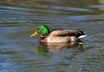 Mallard