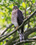 Sparrowhawk (juvenile) perched on a branch