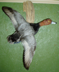 SCHULSE