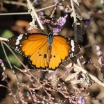Plain tiger (Danaus chrysippus)