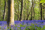 More Blue Bells - Brightwell - Suffolk
