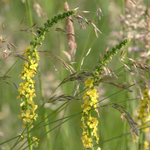 17th June Agrimony