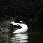 Goldeneye