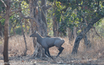 Male Nilgai
