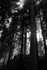 Light and Trees