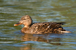 Mallard