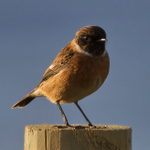 Stonechat (male) on fence post