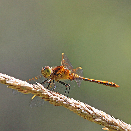 A female white-faced meadowhawk