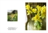 902 Happy Easter - Daffodils