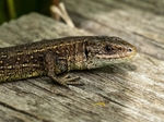 Common Lizard