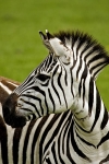 Zebras