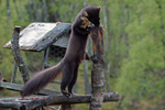 Pine Marten