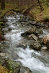 Beck in Dalt Wood