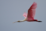 Roseate Spoonbill