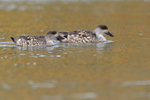 Crested Duck pair swimming together, Carcass Island, Falklands