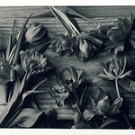 Still life portfolio