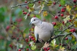 Collared Dove