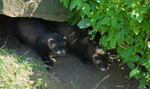 Polecat