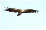 Ruppells Vulture