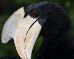 Hornbill