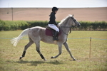 Class 13 - Working Hunter Horse or Pony portfolio